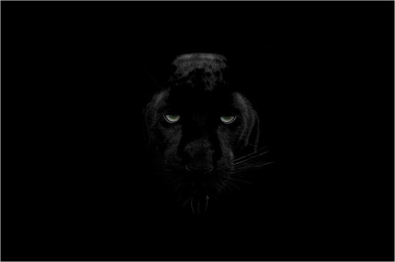 Black-Panther-Wallpaper