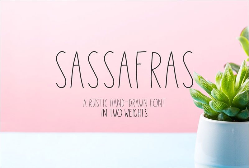 Sassafras-Sans