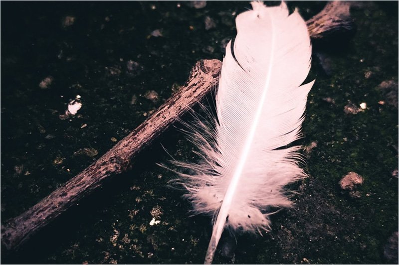 Dark-Feather